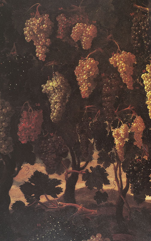 Hugh Johnson's Story of Wine.