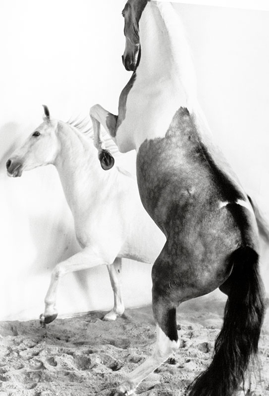 Heart Of The Horse.