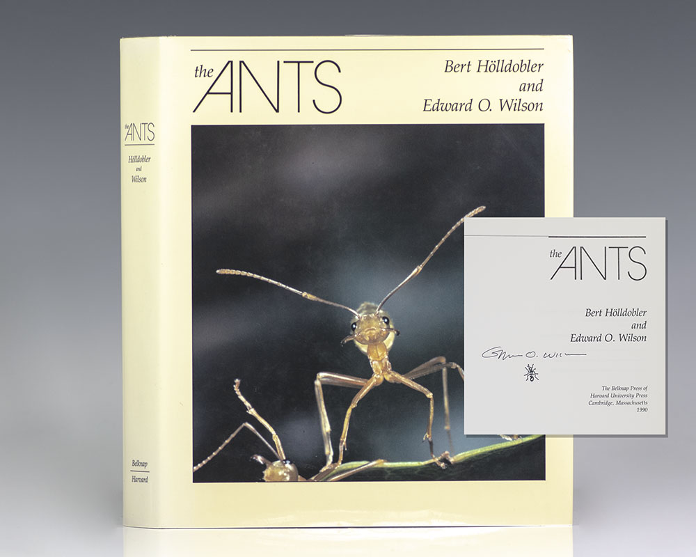 Ants.