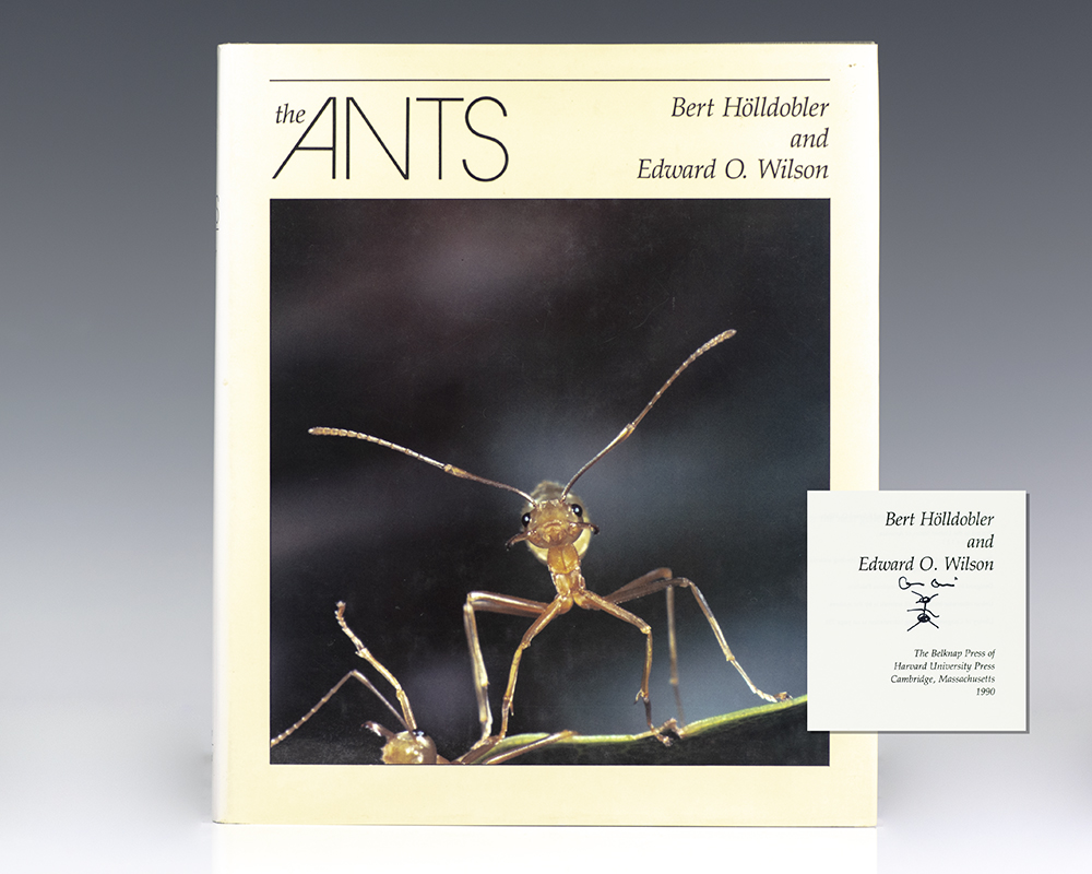 Ants.