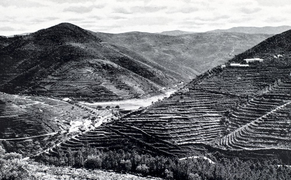 Port: From the Vine to the Glass