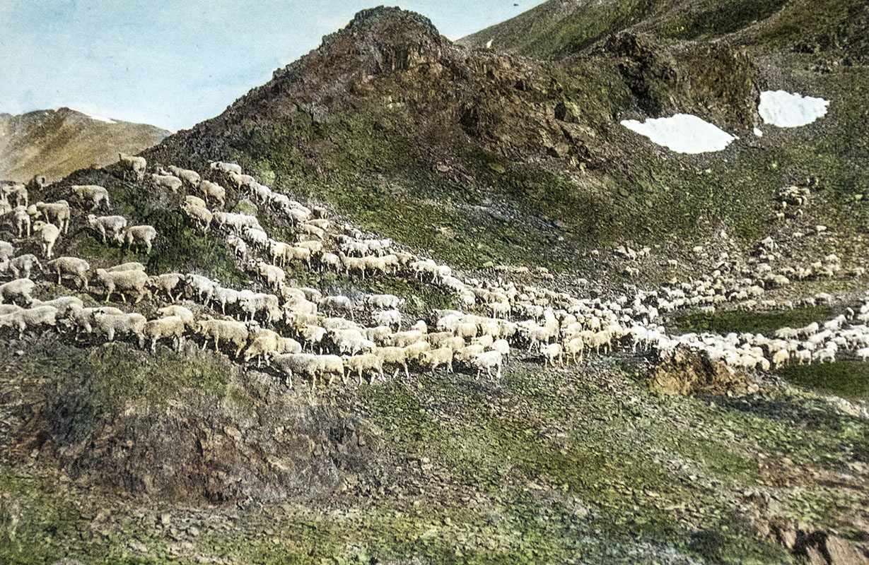 The Writings of John Muir: The Manuscript Edition.