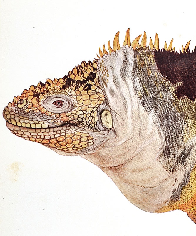 Galapagos: World's End