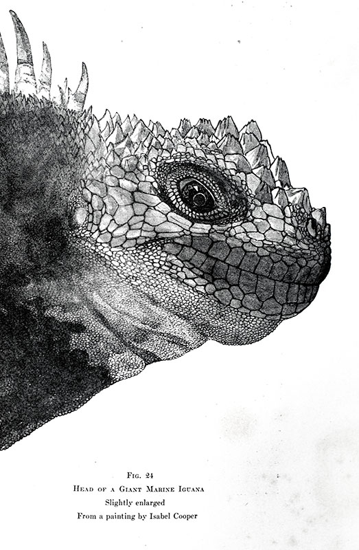 Galapagos: World's End