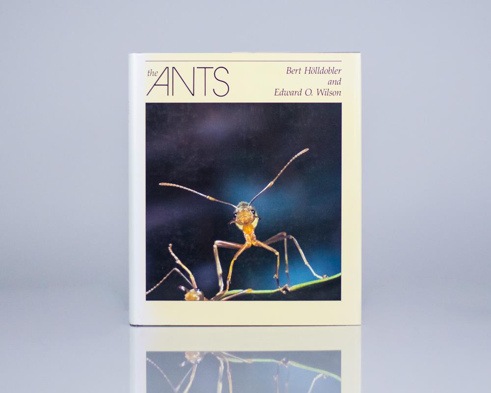 The Ants.