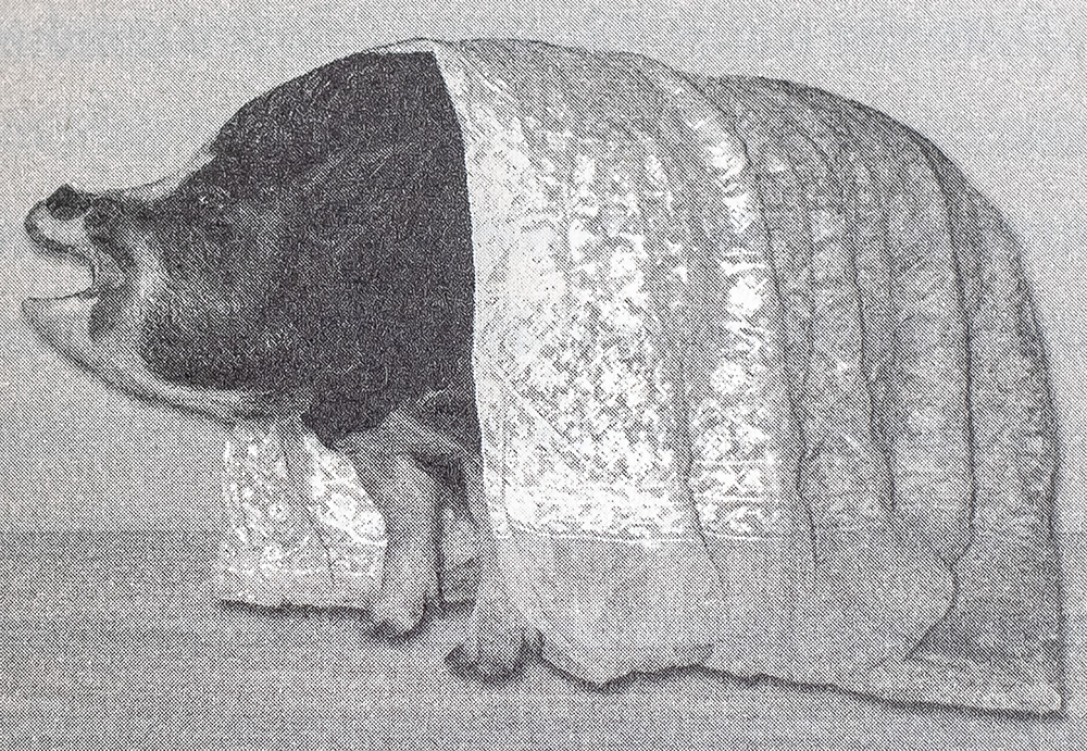 Swine Not? A Novel Pig Tale.