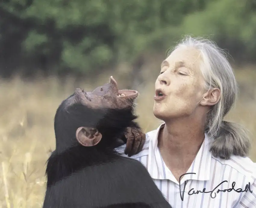 “The least I can do is speak out for those who cannot speak for themselves": photograph of Jane Goodall with a chimpanzee; signed by her
