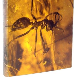 The Insect Societies