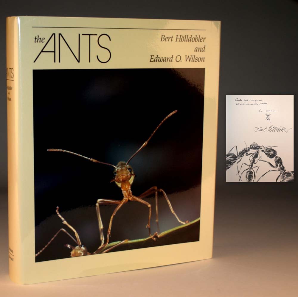 The Ants.