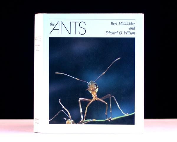 The Ants.