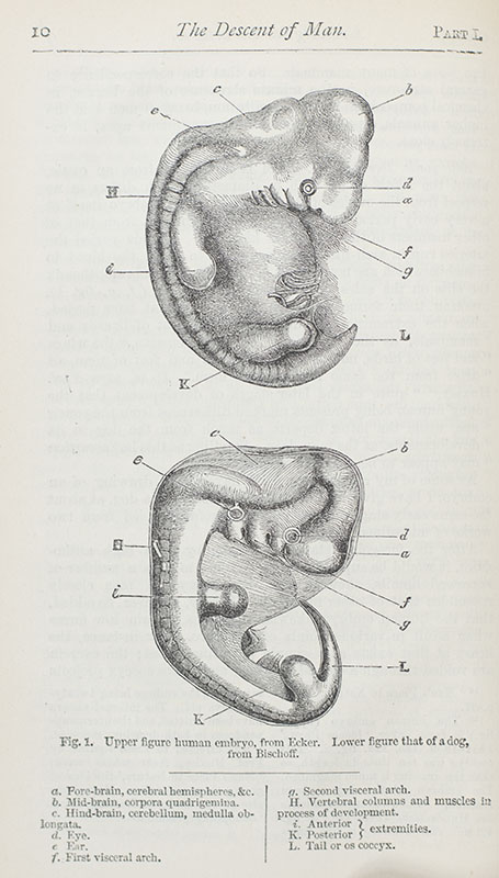 The Works of Charles Darwin. Including: The Origin of Species; The Descent of Man; Variation of Plants and Animals Under Domestication; Formation of Vegetable Mould; The Effects of Cross and Self Fertilisation in the Vegetable Kingdom; The Movement and Habits of Climbing Plants; The Various Contrivances by Which Orchids are Fertilised by Insects. Second Edition, Revised. A Naturalist's Voyage. Journal of Researches into the Natural History and Geology of Countries Visited During the Voyage of the H.M.S Beagle; The Different Forms of Flowers on Plants of the Same Species.