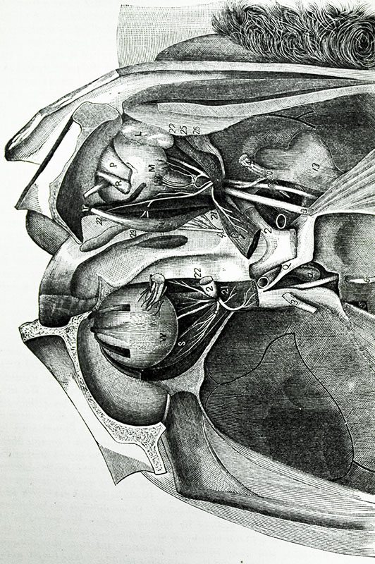 Diseases of the Eyes: A Treatise.
