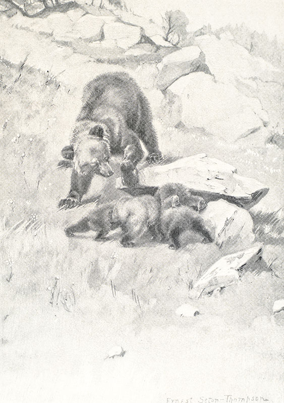 The Biography of a Grizzly
