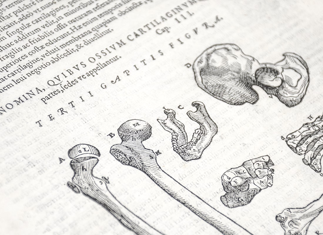 Anatomia: Addita nunc postremo etiam Antiquorum Anatome