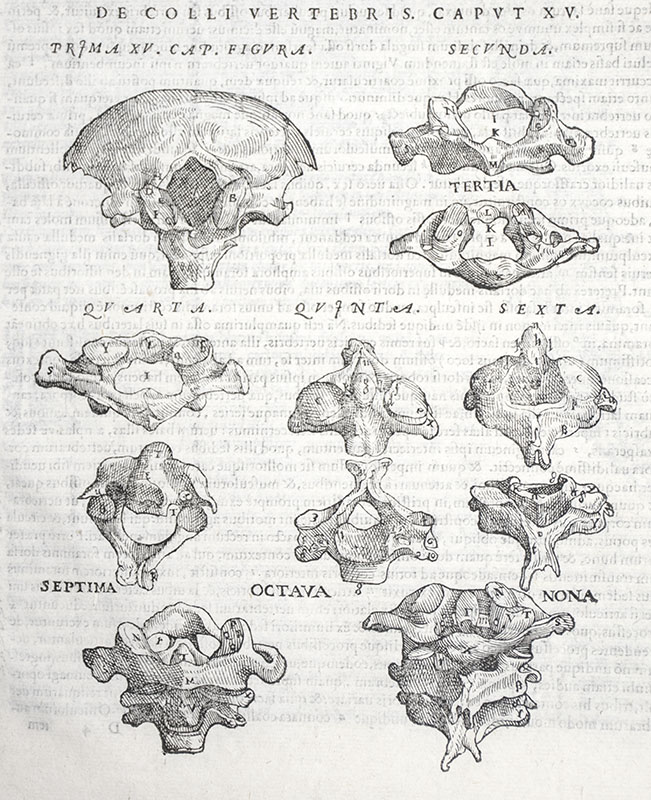 Anatomia: Addita nunc postremo etiam Antiquorum Anatome