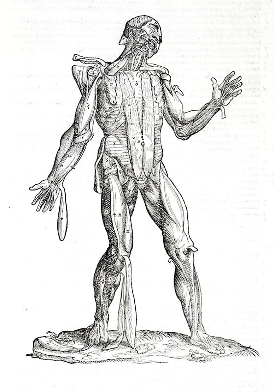 Anatomia: Addita nunc postremo etiam Antiquorum Anatome