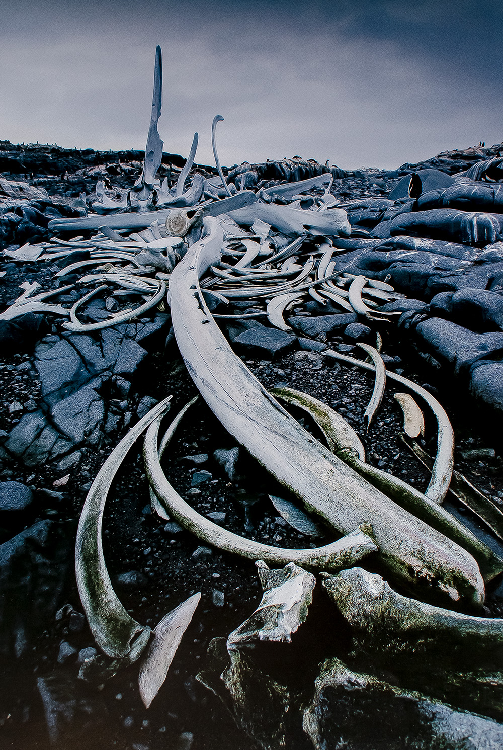Antarctica: The Global Warning.