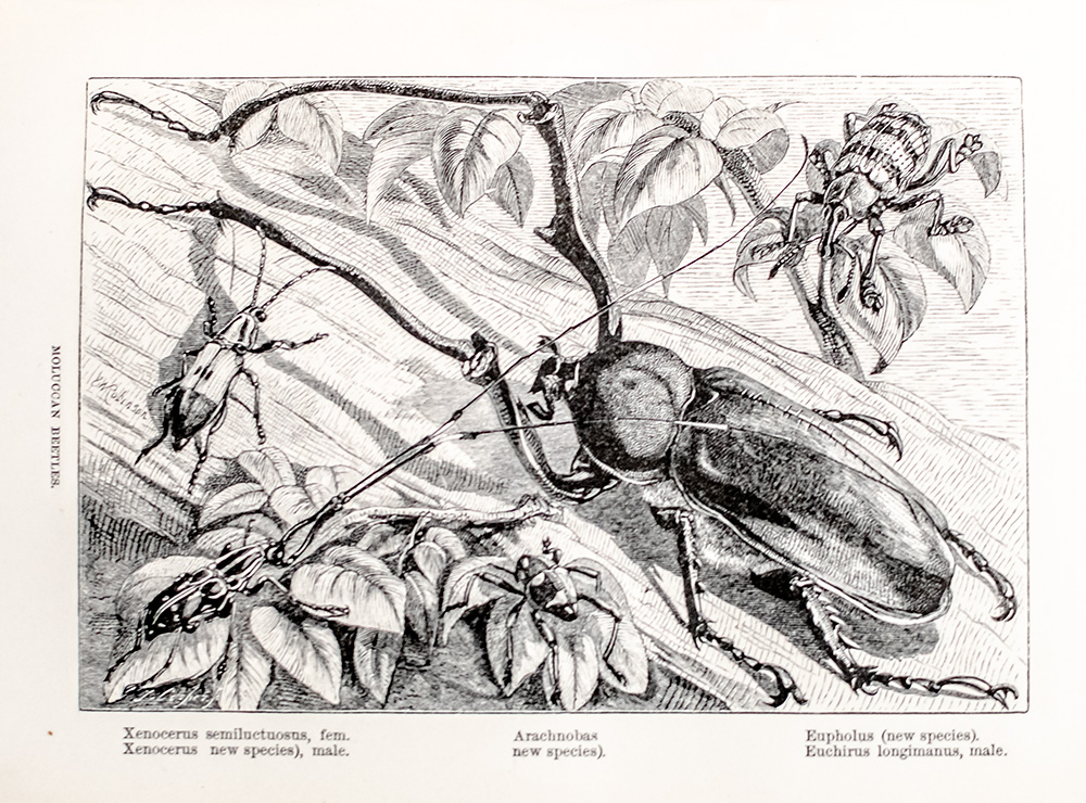 The Malay Archipelago: The Land of the Orang-utan, and the Bird of Paradise. A Narrative of Travel, with Studies of Man and Nature.