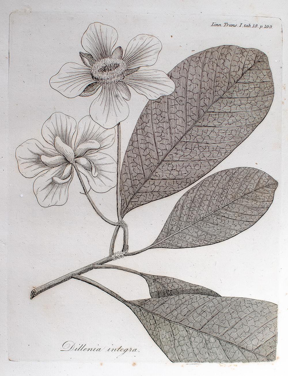 The Transactions of the Linnean Society of London. Vol. I-X.